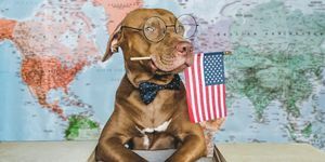 adorable, bonito perro y primer plano de la bandera americana, en el interior