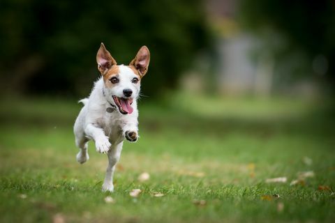 La mejor raza de perros para corredores