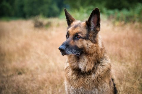 La mejor raza de perros para corredores