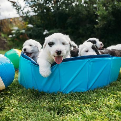 Perro Dulux da la bienvenida a una camada de cachorros