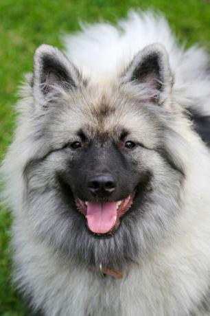 Keeshond