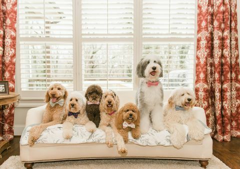 Estos siete adorables garabatos y sus mamás son mejores amigos