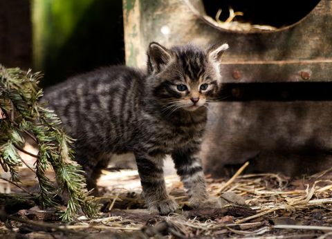 Gatito escocés salvaje