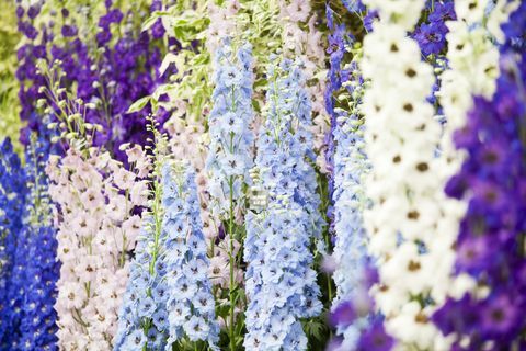 show de flores delphiniums