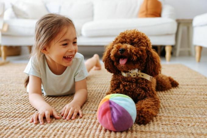 Amor entre mascota y pequeño dueño, niña y caniche toy jugando en casa