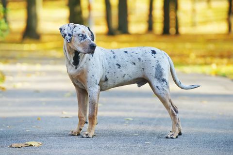 Young Louisiana Catahoula Leopard perro permaneciendo en el asfalto en otoño