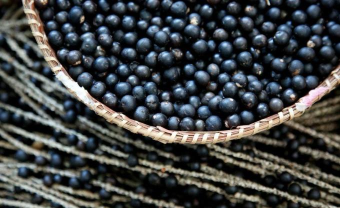 Cesta con fruta de Acai (Euterpe oleracea) en la región amazónica, Brasil