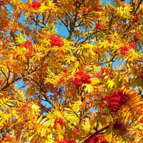 árboles de otoño árbol de bayas de serbal