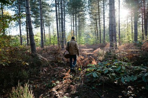 bosque ambulante