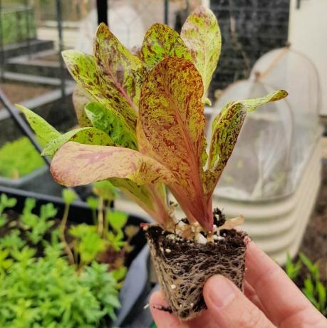 que hacer en el jardín en abril plántulas de ensalada