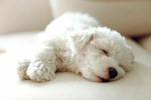 bichon frise perro cachorro dormido sofá