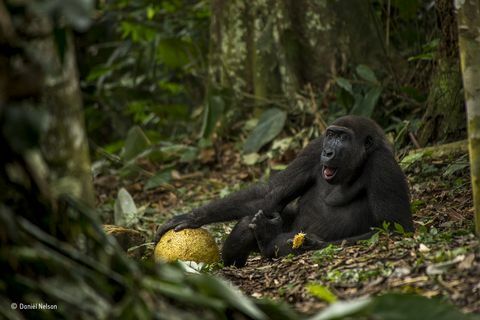 Foto ganadora del Gorila - Joven fotógrafo de vida salvaje del año