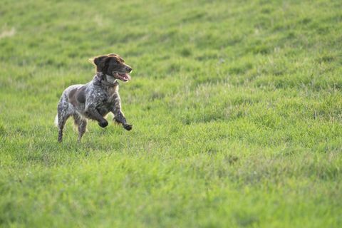 pequeño perro munsterlander saltando en la hierba