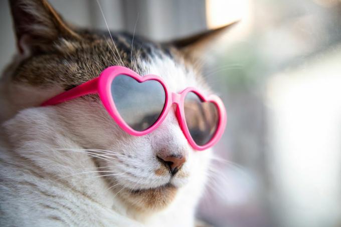 gato con gafas de sol en forma de corazón
