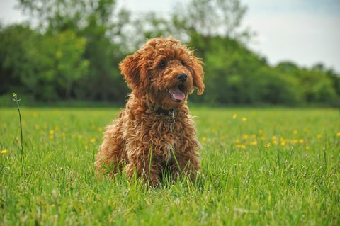 Cachorro cockapoo de jengibre en un campo