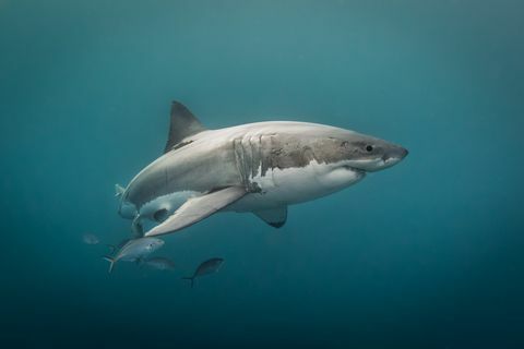 Aparentemente, tres especies de tiburones se dirigen a las costas del Reino Unido.