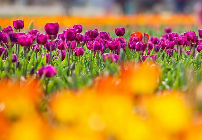 festivales de tulipanes de primavera