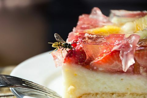 Primer plano de avispa en comida servida en plato