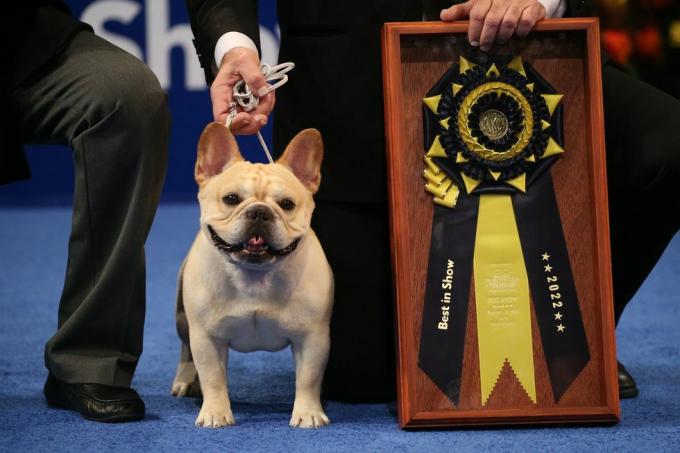 la exposición canina nacional presentada por purina temporada 21