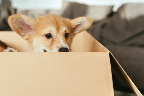 enfoque selectivo de adorable cachorro sentado en caja de cartón