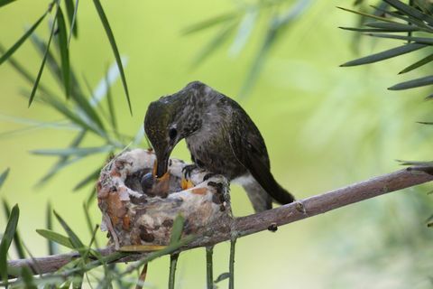 Qué hacer cuando encuentre un nido de pájaro