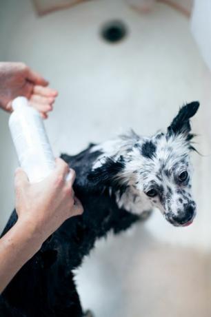 hora del baño del perro