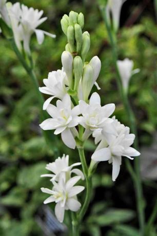 Planta, Flor, Blanco, Pétalo, Planta con flores, Pedicelo, Tuberosa, Planta herbácea, Tallo de la planta, Subarbusto, 