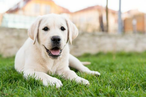 perro labrador, sentado, en, pasto o césped