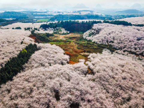 Cerezos en la granja Pingba en Guiyang, provincia de Guizhou de China