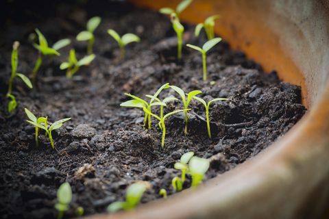 semillas de jardinería lentas