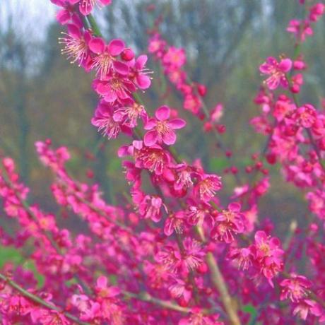 flores de primavera – albaricoque japonés