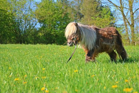 Caballo miniatura en campo