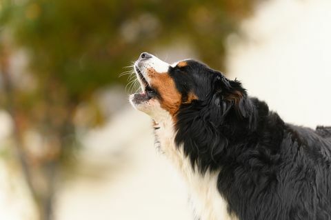 El perro de montaña bernés de mediana edad ladra al aire libre en un primer plano
