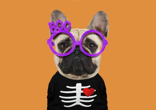 bulldog francés disfrazado de esqueleto