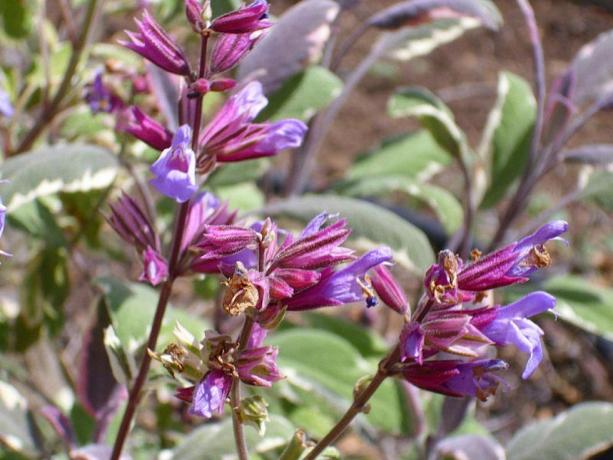 Foto de salvia común