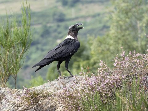 Cuervo de cuello blanco (Corvus albicollis), encaramado en una roca