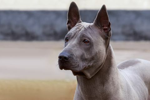 perro de raza Thai Ridgeback