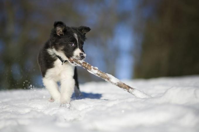 animales en la nieve reino unido