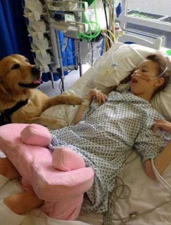 Se han introducido perros de terapia en un hospital para niños para ayudar a aliviar la ansiedad