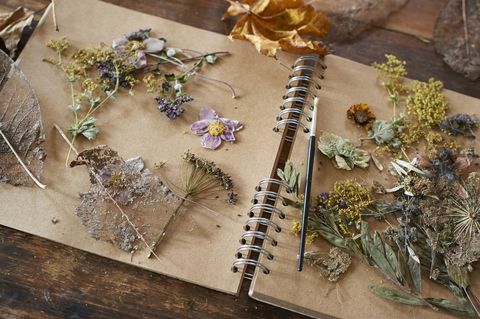 Flores secas y hierbas en cuaderno