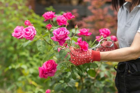 mujer tendiendo a rosal