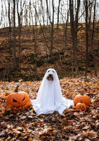 perro con un disfraz de fantasma de bricolaje sentado entre calabazas