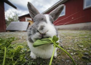 Estas fotos de animales capturarán tu corazón: cuán lejos de casa fotos de animales