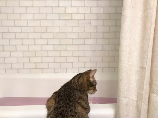 gato mirando en la bañera llena de agua