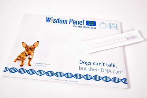 Kit de ADN Wisdom Panel Dog, PVP £ 75