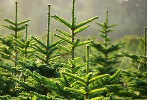 Las partes superiores de los pinos verdes