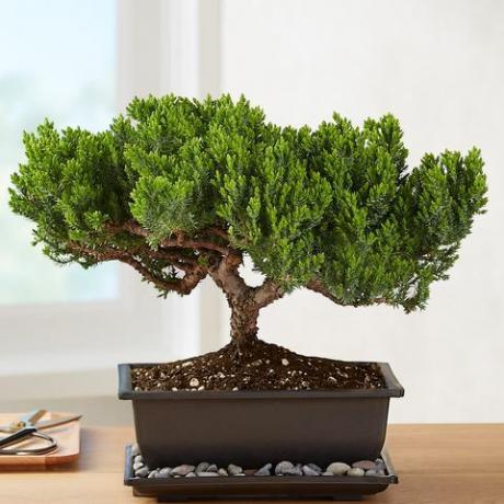 enebro bonsai1822 40004 101067 101521 101672 web para actualizar 157145 157822