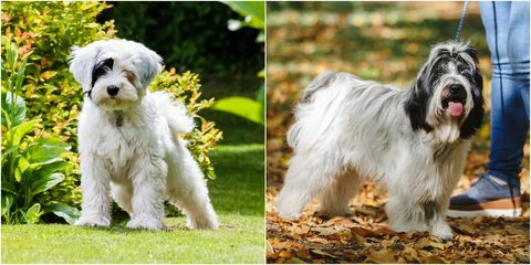 un terrier tibetano como adulto y cachorro