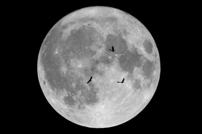 luna llena de octubre de 2019 y cuervos