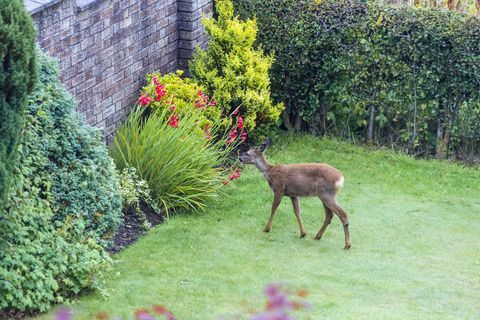 Un corzo pastando en un arbusto en un jardín.